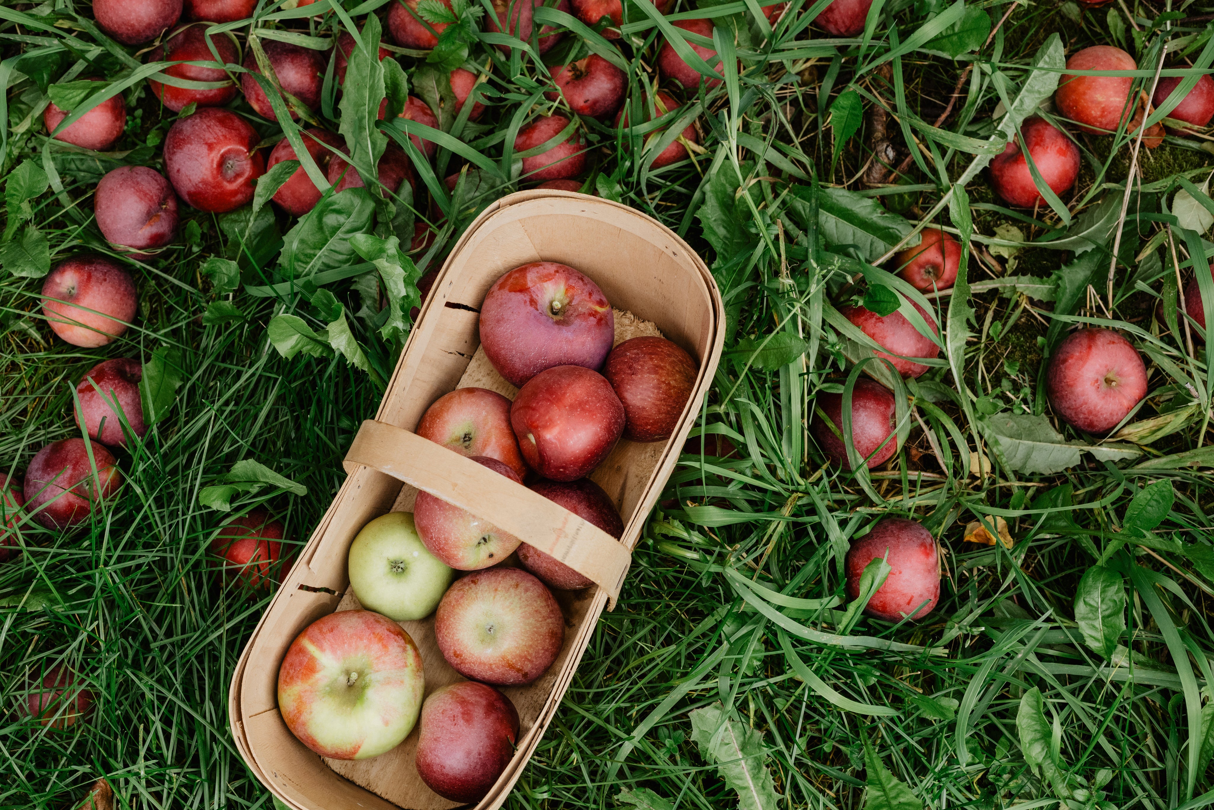 Basket of fresh picked apple