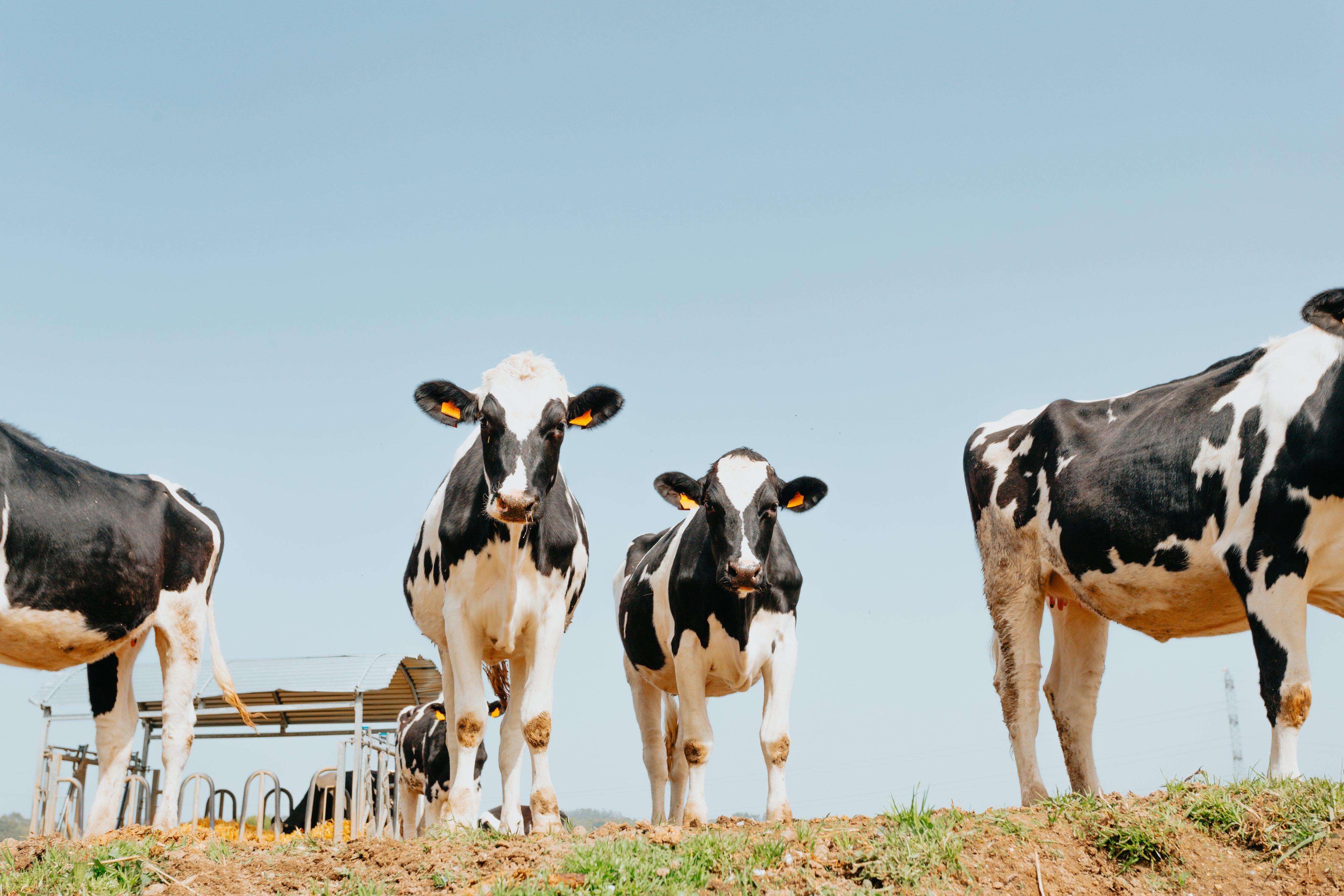 Cows stand on grass looking down towards the camera
